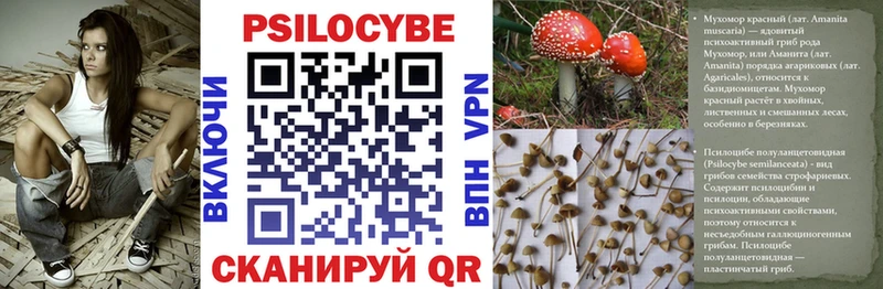 Галлюциногенные грибы Cubensis  наркота  сайты даркнета официальный сайт  Реутов 